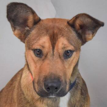 Shar Pei and German Shepherd Dog Dogs Available for Adoption in Huntley, Illinois - Eddie | PetCurious