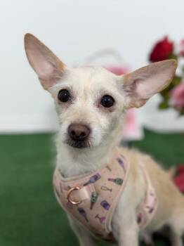 Chihuahua and Border Terrier Dogs Available for Adoption in Carlsbad, California - Mama Betty-One Of Our Amazing Rescue Dogs | PetCurious