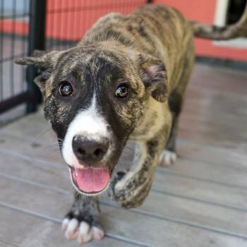Lanie -  Mixed Breed Dog for Adoption in Bradenton, Florida - Lanie | PetCurious