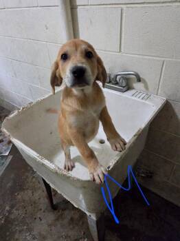 Patriot -  Labrador Retriever Dog for Adoption in Irwin, Pennsylvania - Patriot | PetCurious