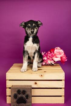 Husky Dogs Available for Adoption - 142-26 | PetCurious