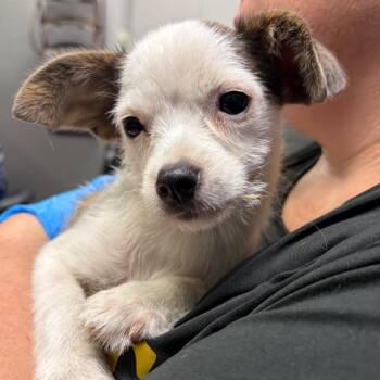 Cleo -  Chihuahua Dog for Adoption in Summerville, South Carolina - Cleo | PetCurious