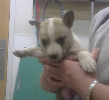 Australian Cattle Dog Blue Heeler and Mixed Breed Dogs Available for Adoption in Albuquerque, New Mexico - LARKSPUR | PetCurious