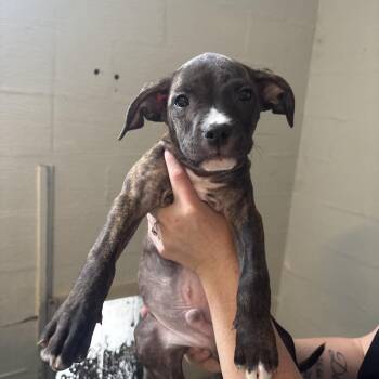 Harry -  Terrier and Mixed Breed Dog for Adoption in Clanton, Alabama - Harry | PetCurious