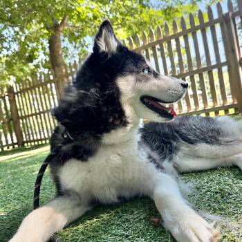 Kya -  Husky Dog for Adoption in Hampton Bays, New York - Kya | PetCurious