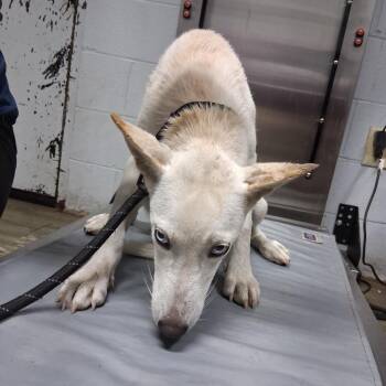 Ice Queen -  Shepherd Dog for Adoption in Summerville, South Carolina - Ice Queen | PetCurious