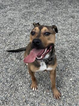 Pit Bull Terrier Dogs Available for Adoption in Rockaway, New Jersey - Max NJ | PetCurious