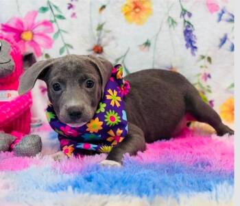 Bethany -  Pit Bull Terrier and Dachshund Dog for Adoption in Sedalia, Colorado - Bethany | PetCurious