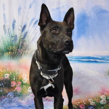 Rescue Shepherd Dogs for Adoption in Yuma, Arizona - Smokey | PetCurious