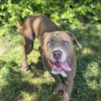 Pit Bull Terrier and Cane Corso Dogs Available for Adoption in Ridgely, Maryland - Blaine | PetCurious