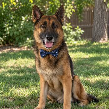 ZACHARY GS -  German Shepherd Dog Dog for Adoption in Lucas, Texas - ZACHARY GS | PetCurious