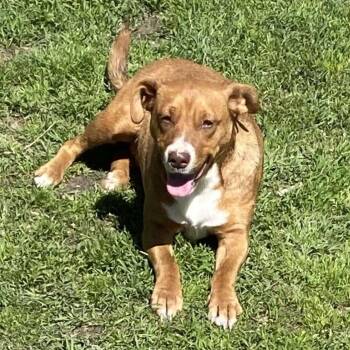 Jewels -  Mixed Breed Dog Available for Adoption in Northwood, New Hampshire - Jewels | PetCurious