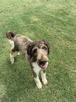 Rescue Poodle Dogs for Adoption in Shawnee, Oklahoma - Johnny | PetCurious