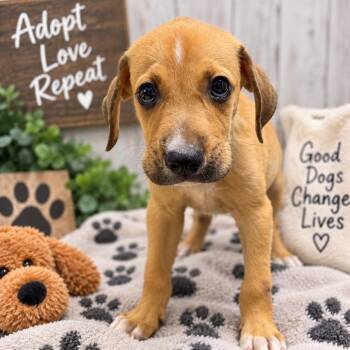 Keith - Local October 9-11 -  Coonhound Dog for Adoption in Brookshire, Texas - Keith - Local October 9-11 | PetCurious