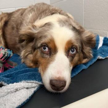 Australian Shepherd Dogs Available for Adoption in Fort Wayne, Indiana - Libby | PetCurious