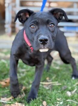Rescue Boxer and Labrador Retriever Dogs for Adoption in Malvern, Pennsylvania - Oakley | PetCurious