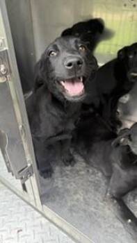 Mixed Breed Dogs Available for Adoption in Dallas, Texas - LYRA | PetCurious