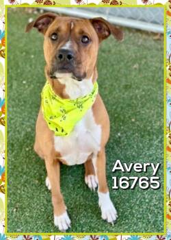 Boxer Dogs Available for Adoption - AVERY | PetCurious