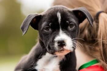 Mixed Breed Dogs Available for Adoption - Jada | PetCurious