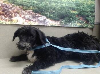 BUNNIE -  Terrier and Mixed Breed Dog for Adoption in Moreno Valley, California - BUNNIE | PetCurious