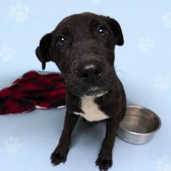 Mixed Breed Dogs Available for Adoption - Bart | PetCurious