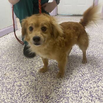 Rescue Cocker Spaniel Dogs for Adoption in Northbrook, Illinois - Churro | PetCurious