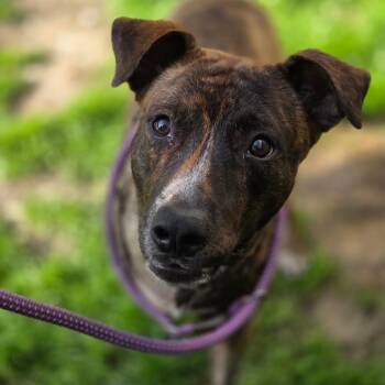 Berch -  Mixed Breed Dog Available for Adoption in Charleston, West Virginia - Berch | PetCurious