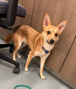 Fox Terrier and Chihuahua Dogs Available for Adoption in Baytown, Texas - OZZY | PetCurious