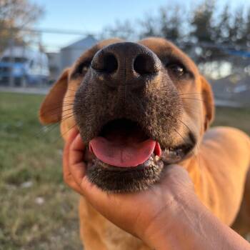 Terrier and Mixed Breed Dogs Available for Adoption in Corpus Christi, Texas - Caleb | PetCurious