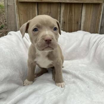 Mixed Breed Dogs Available for Adoption - Puppy7 | PetCurious