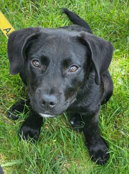 Dalton-New Hampshire -  Black Labrador Retriever Dog for Adoption in Plainfield, New Hampshire - Dalton-New Hampshire | PetCurious
