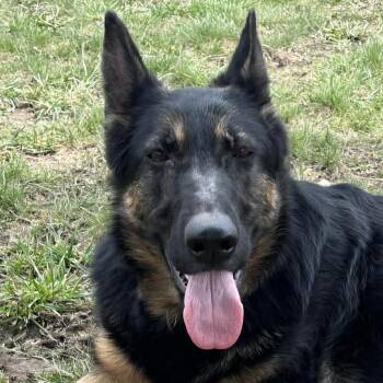 German Shepherd Dog Dogs Available for Adoption in Tioga, Pennsylvania - Talia | PetCurious