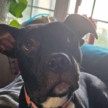 Rescue Mixed Breed Dogs for Adoption in Perryville, Arkansas - Joli | PetCurious