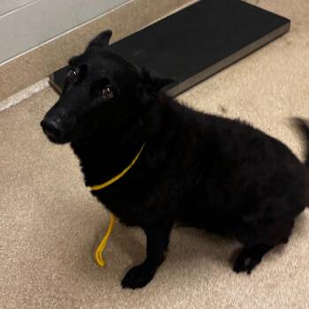 Bella Luna -  Shepherd Dog for Adoption in Bristol, Indiana - Bella Luna | PetCurious