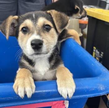 Mixed Breed Dogs Available for Adoption - ARIES | PetCurious