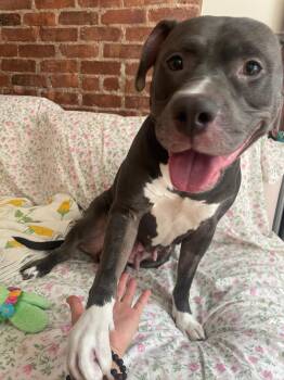 Princess -  Mixed Breed Dog for Adoption in Vassalboro, Maine - Princess | PetCurious