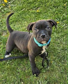 Boston Terrier Dogs Available for Adoption in Saginaw, Michigan - Weevil | PetCurious