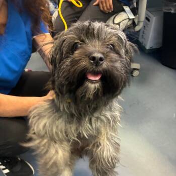 Pluto -  Shih Tzu Dog for Adoption in Greensboro, North Carolina - Pluto | PetCurious