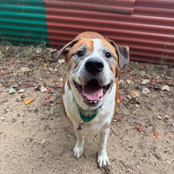 Jelly Donut -  Saint Bernard and Bullmastiff Dog for Adoption in Austin, Texas - Jelly Donut | PetCurious