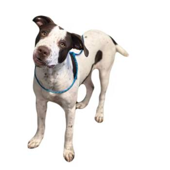 Boomhauer -  Pit Bull Terrier Dog for Adoption in Red Bluff, California - Boomhauer | PetCurious