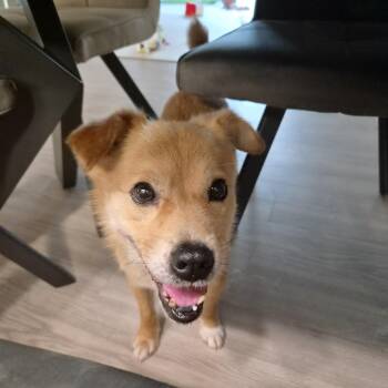 Pringles -  Jindo Dog for Adoption in Johns Creek, Georgia - Pringles | PetCurious