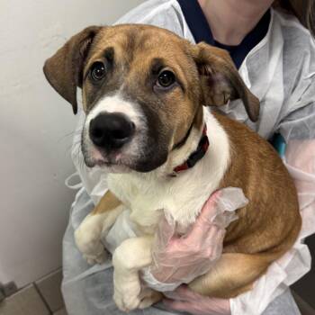 Daisy Dash -  Mixed Breed Dog for Adoption in Charleston, West Virginia - Daisy Dash | PetCurious