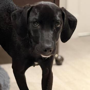 Rescue Labrador Retriever Dogs for Adoption in Carmel Hamlet, New York - Londyn | PetCurious