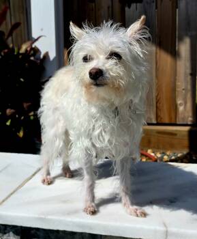 Rosie -  Terrier Dog for Adoption in Houston, Texas - Rosie | PetCurious