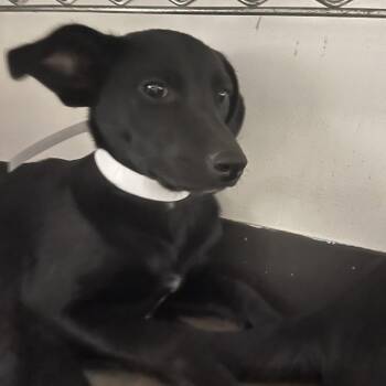 Eve -  Black Labrador Retriever and Mixed Breed Dog for Adoption in Parrish, Alabama - Eve | PetCurious