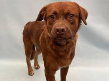 Chewbacca -  Mixed Breed Dog for Adoption in Golden Valley, Minnesota - Chewbacca | PetCurious