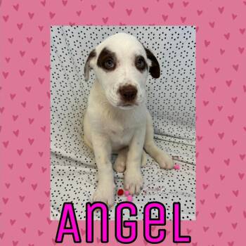 Great Pyrenees Dogs Available for Adoption - Angel | PetCurious