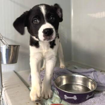 Bryson -  Australian Shepherd and Mixed Breed Dog for Adoption in Saint Charles, Missouri - Bryson | PetCurious