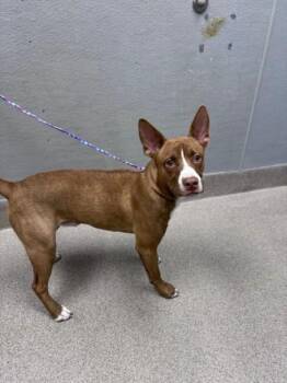 HUNKER -  Pit Bull Terrier and Mixed Breed Dog for Adoption in Las Vegas, Nevada - HUNKER | PetCurious