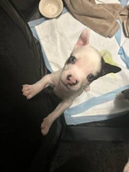 Nutmeg -  Mixed Breed Dog for Adoption in Cincinnati, Ohio - Nutmeg | PetCurious